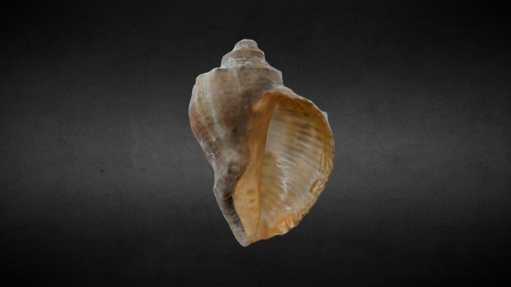 Shell 3D Model