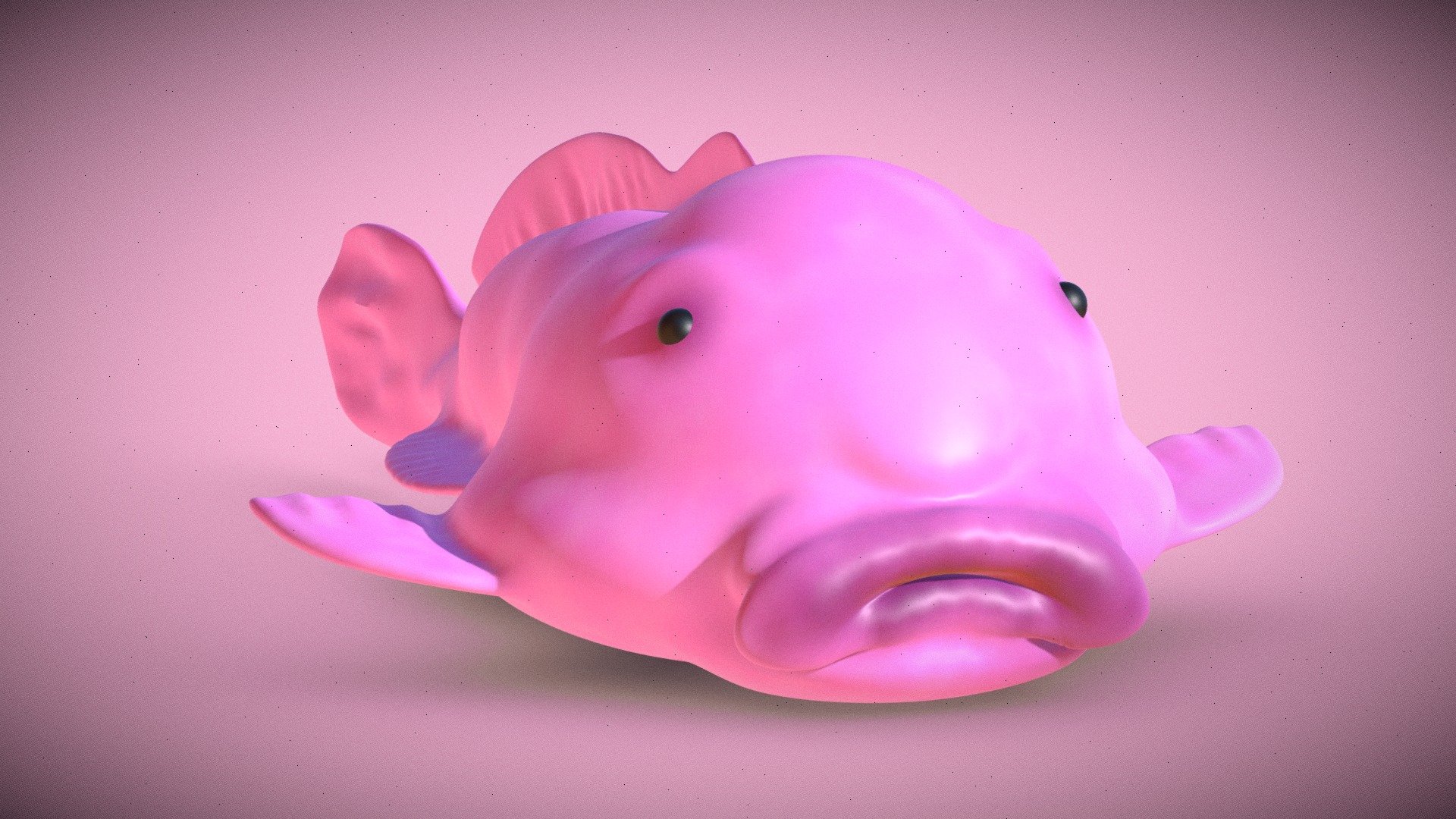 Blob-fish (out of water) Psychrolutes marcidus - Buy Royalty Free