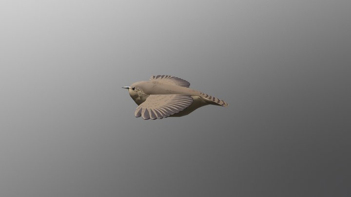 House Wren Second Texture Pass 3D Model
