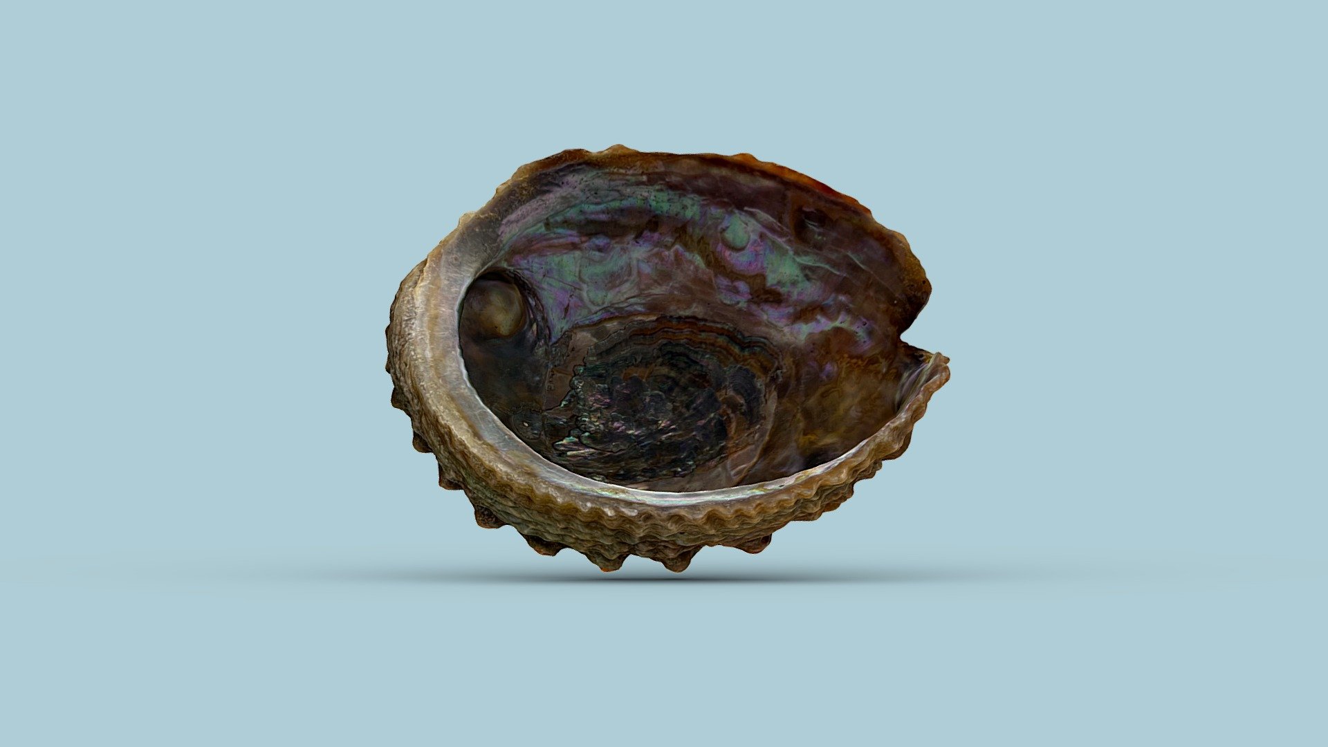 Abalone Shell — Sketchfab embed 3D viewer