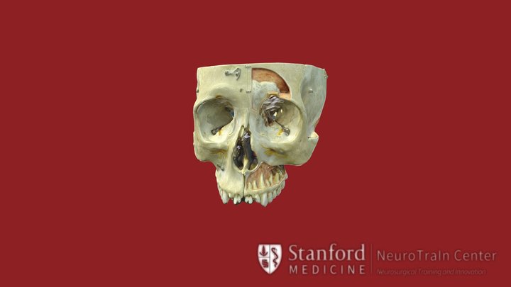 Skull 3D Model