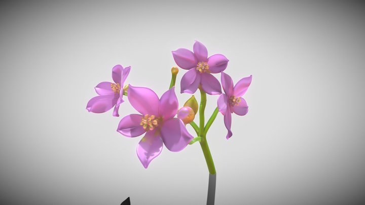 Talinum paniculatum – Modello 3D gratuito STL