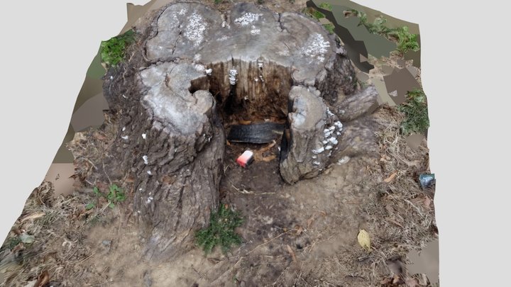 Photoscanned Hollow Tree Stump 3D Model