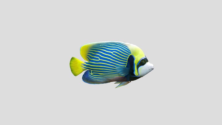 Fishe 3D Model