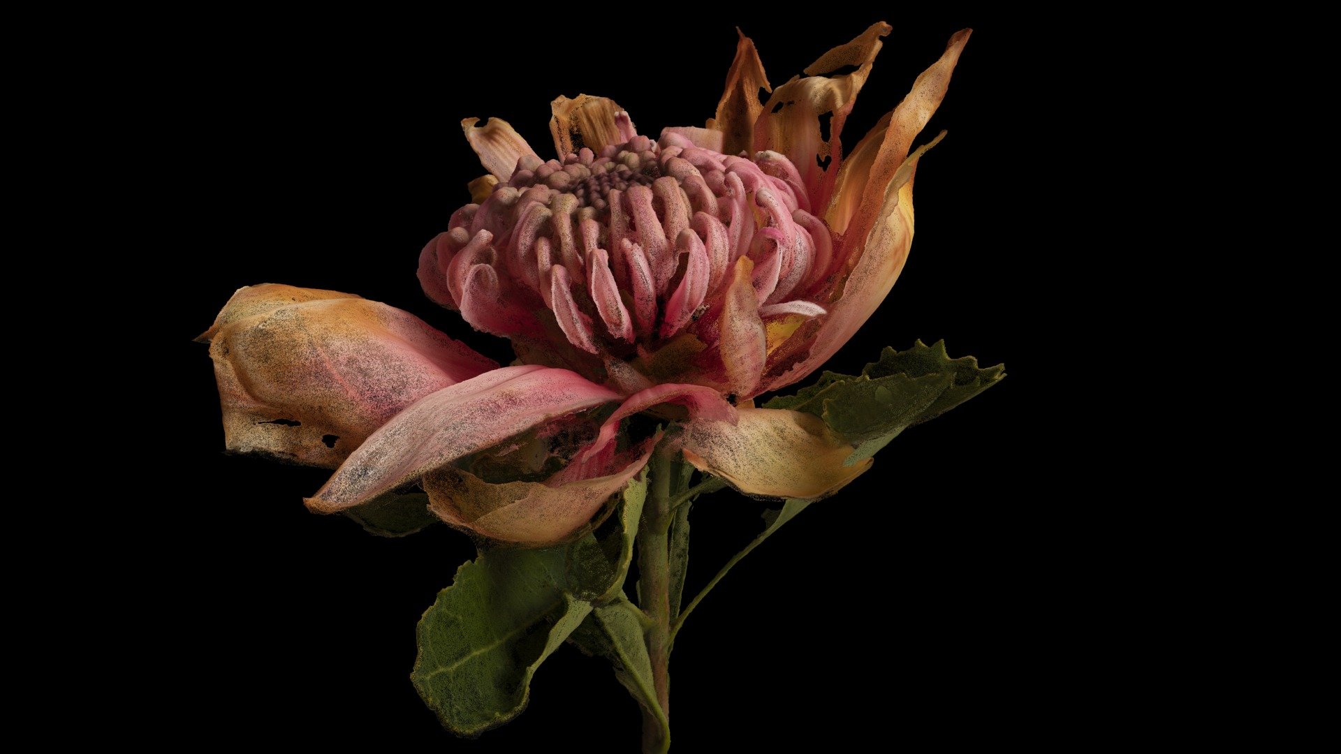 vegetal/digital (Waratah) — Sketchfab embed 3D viewer