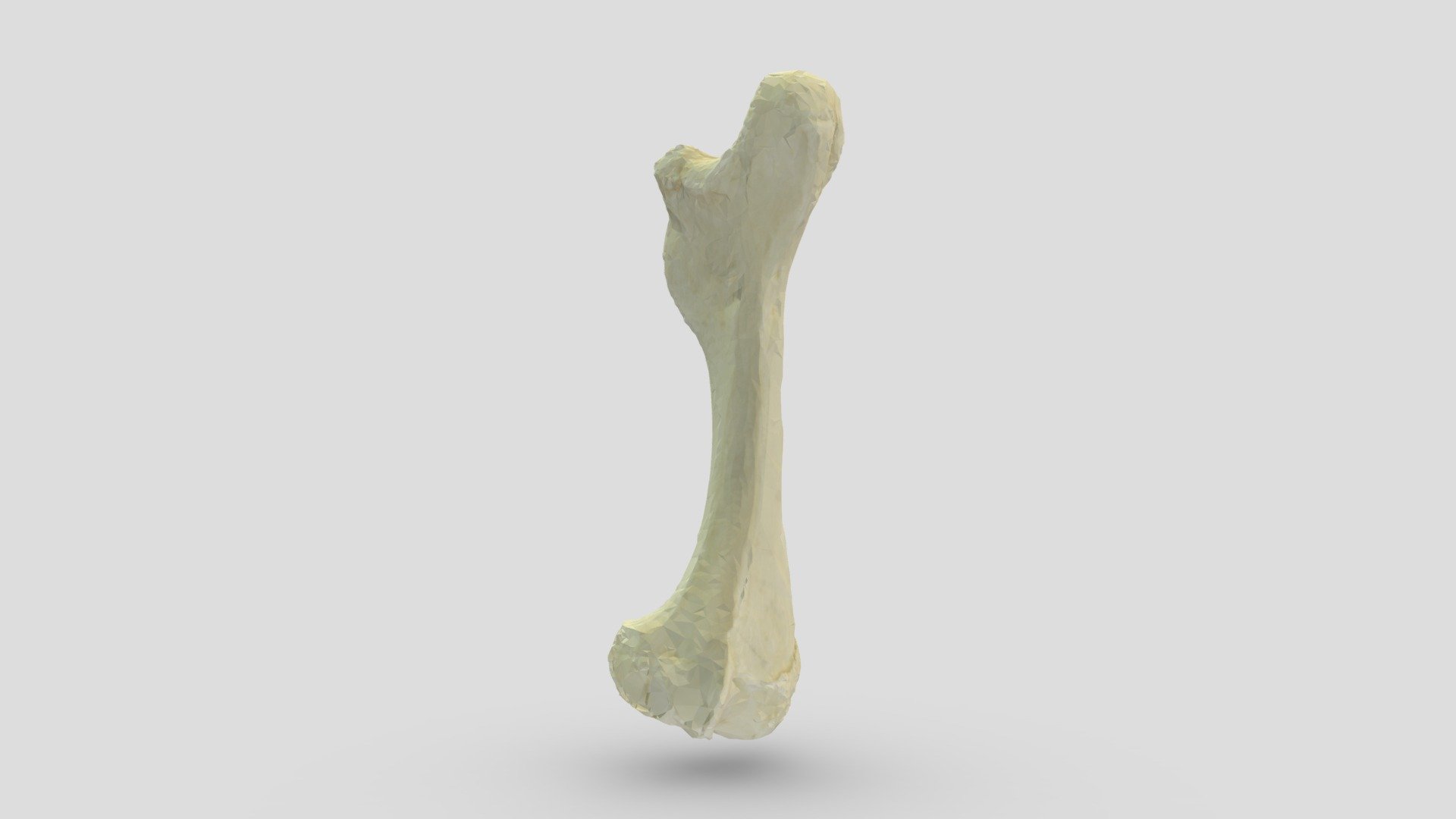 Komodo Dragon (Varanus komodoensis) Femur - 3D model by LJMUZoology ...