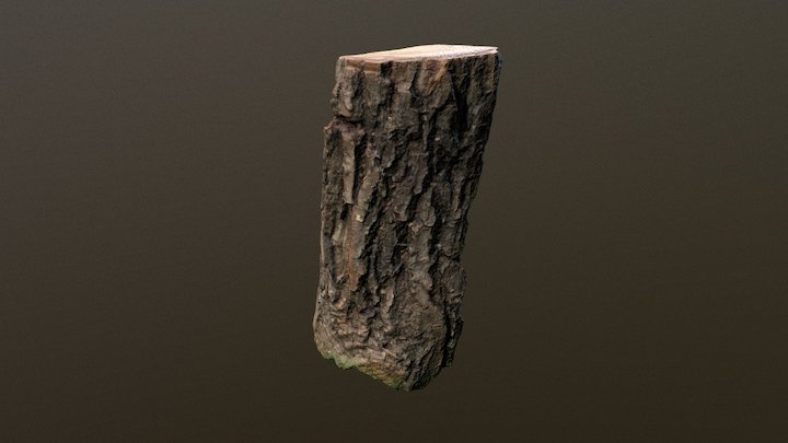 Trunk scan 3D Model