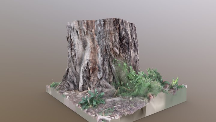 Tree stump Photoscan 3D Model