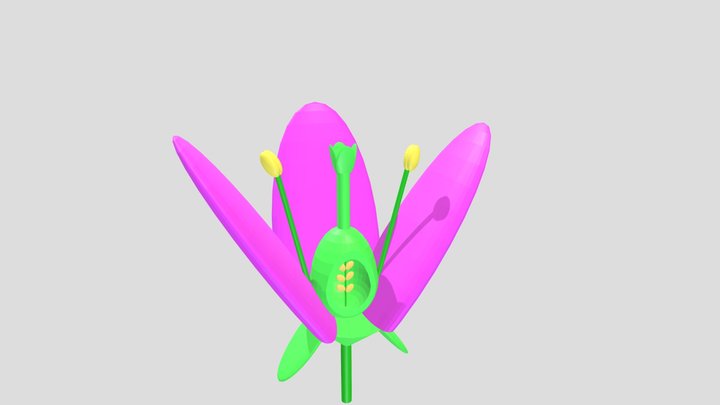 Bisected flower 3D Model
