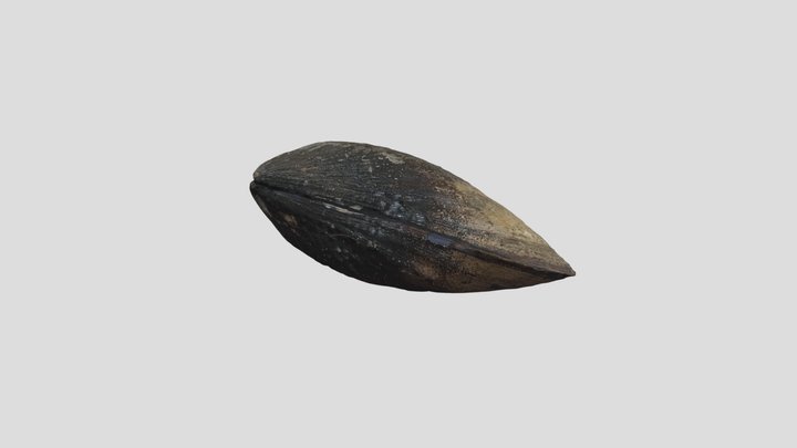 Blue mussel (Mytilus edulis) 3D Model