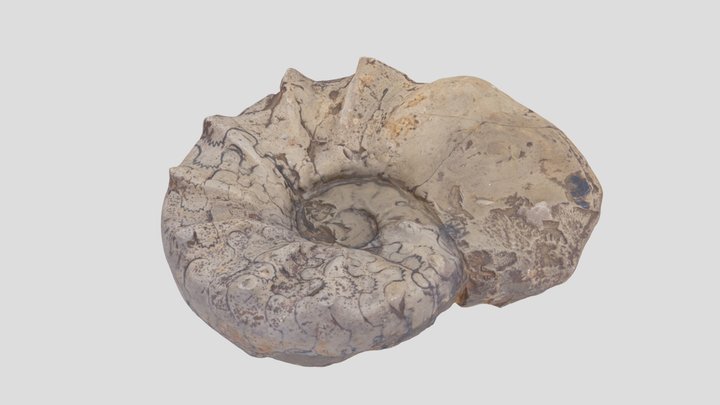Ceratites nodosus Bruguière 3D Model