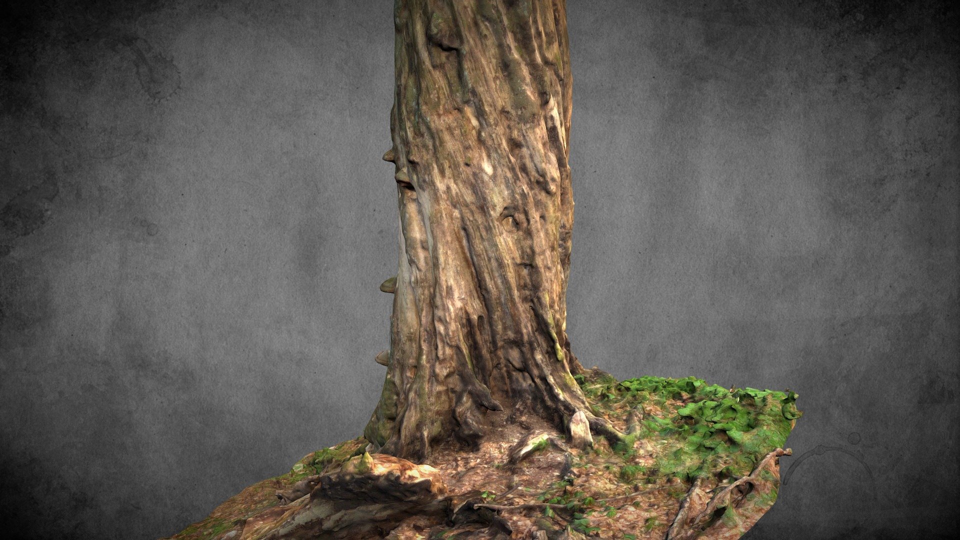 Morsche Buche - Stausee Dobra (Beech Tree)