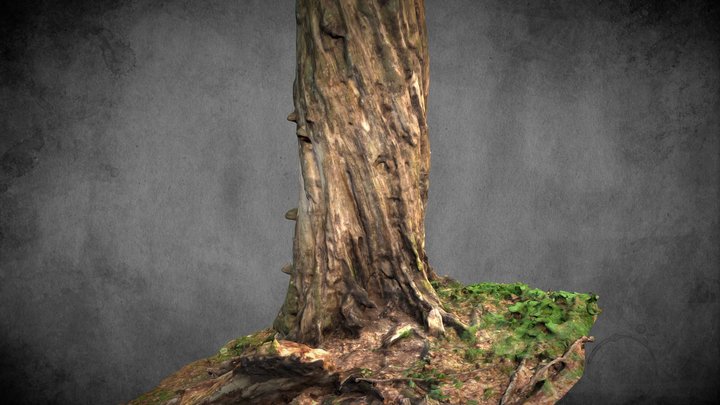 Morsche Buche - Stausee Dobra (Beech Tree) – Gratis 3D-model STL