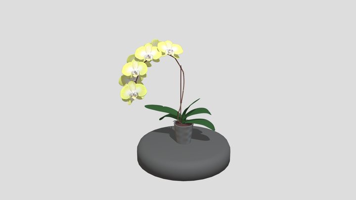 Orchidée 3D Model