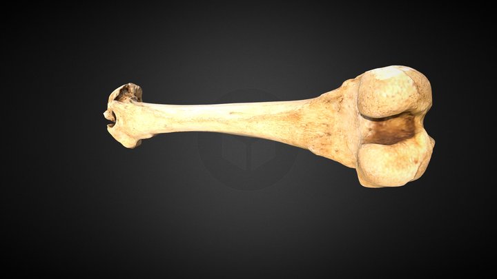 Escaneo 3D. Hueso de Can 3D Model