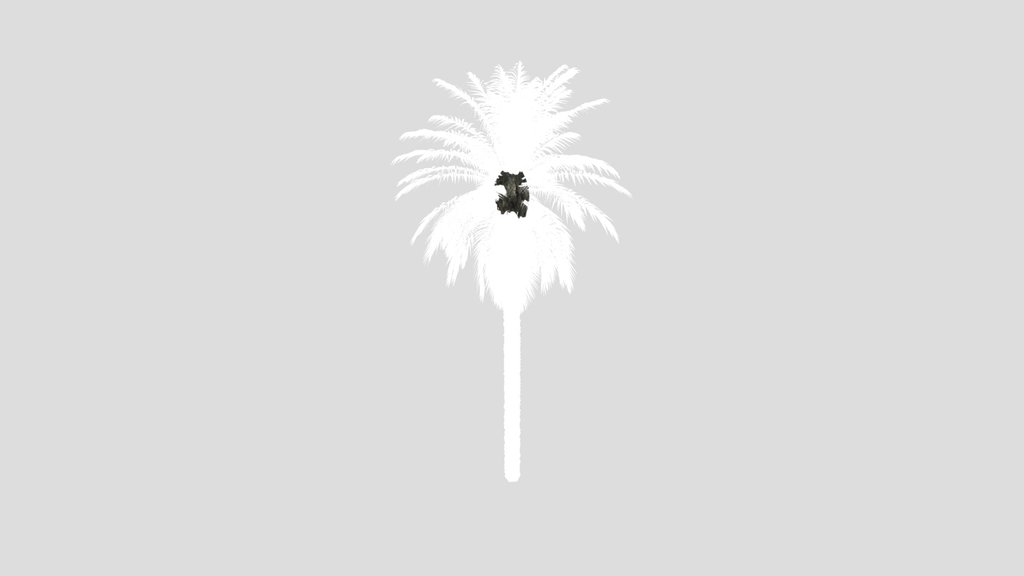 Dactylifera Palm Tree