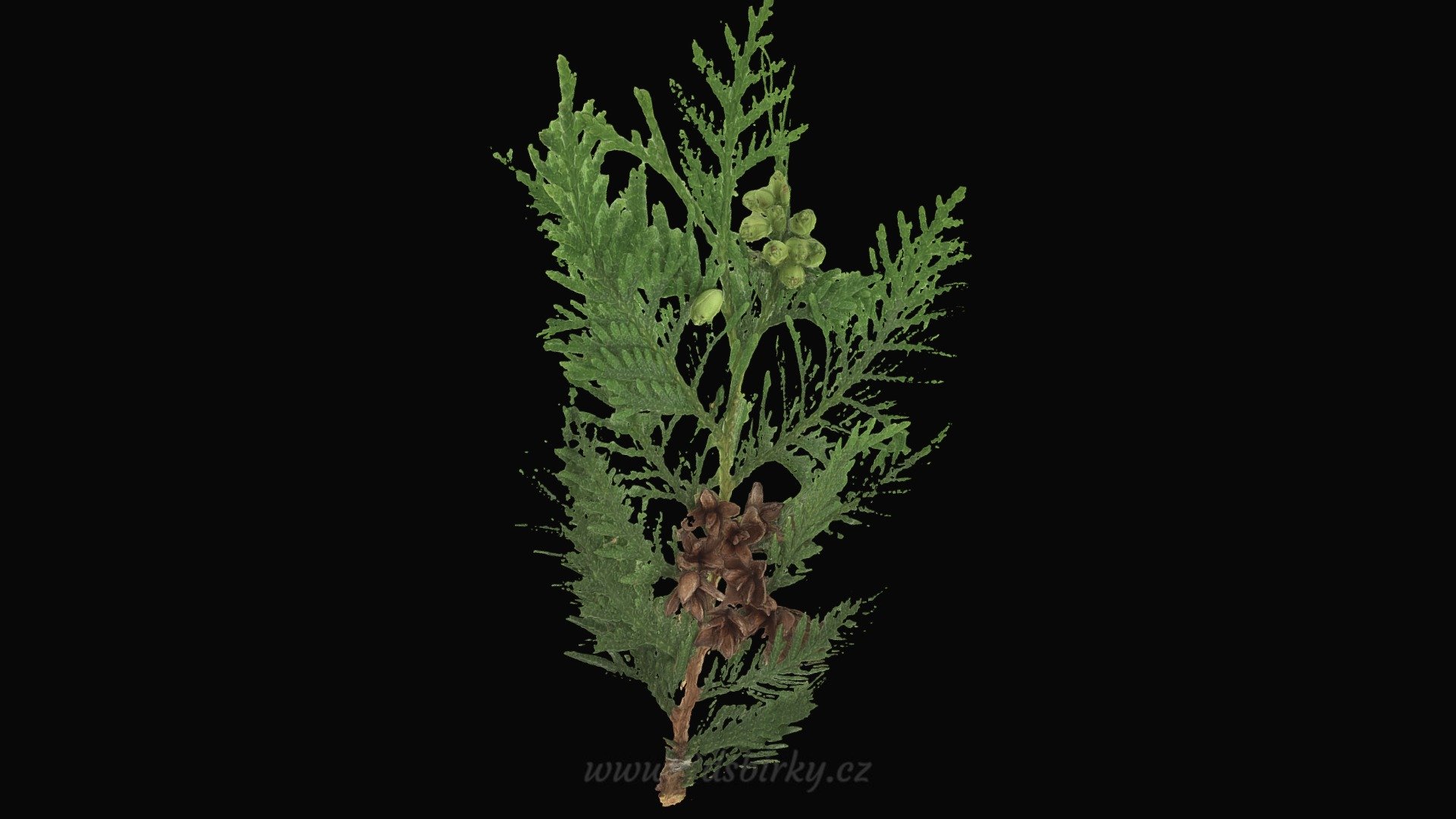 Thuja Occidentalis - Zerav západní — Sketchfab embed 3D viewer