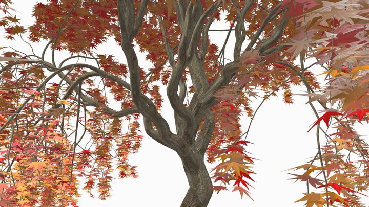 Four Seasons Weeping Japanese Maple Trees 3D Model