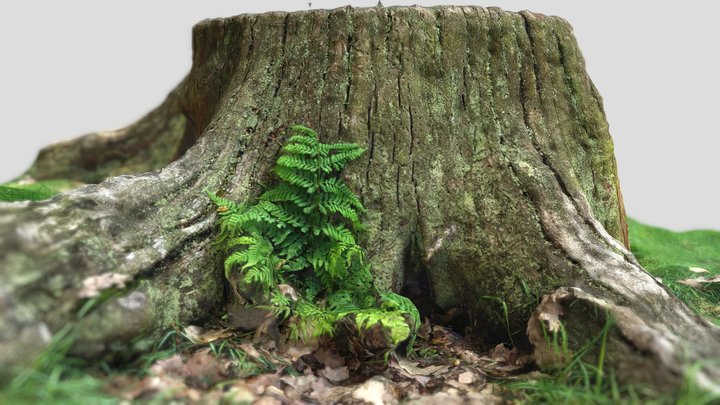 Tree Stump Photogrammetry 3D Scan 3D Model
