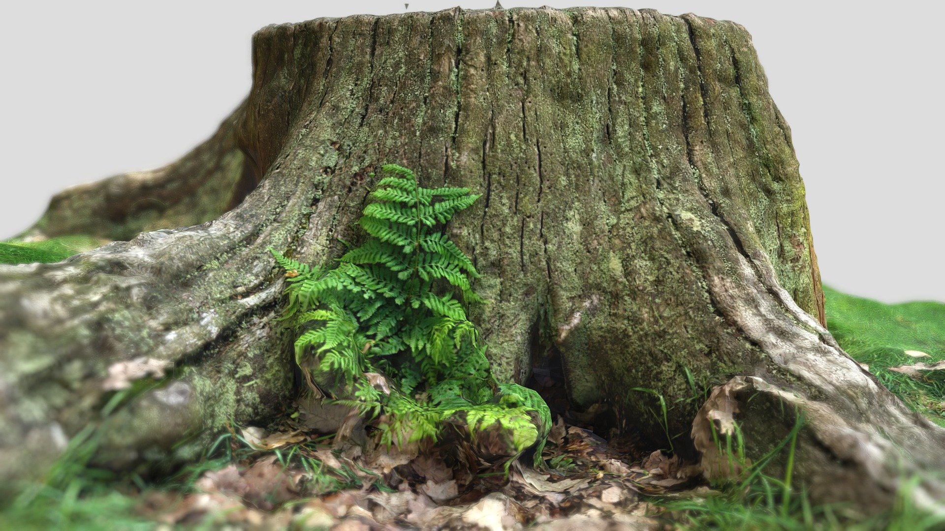 Tree Stump Photogrammetry 3D Scan — Sketchfab embed 3D viewer