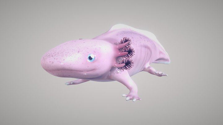 Axolotl Sculpt 3D Model