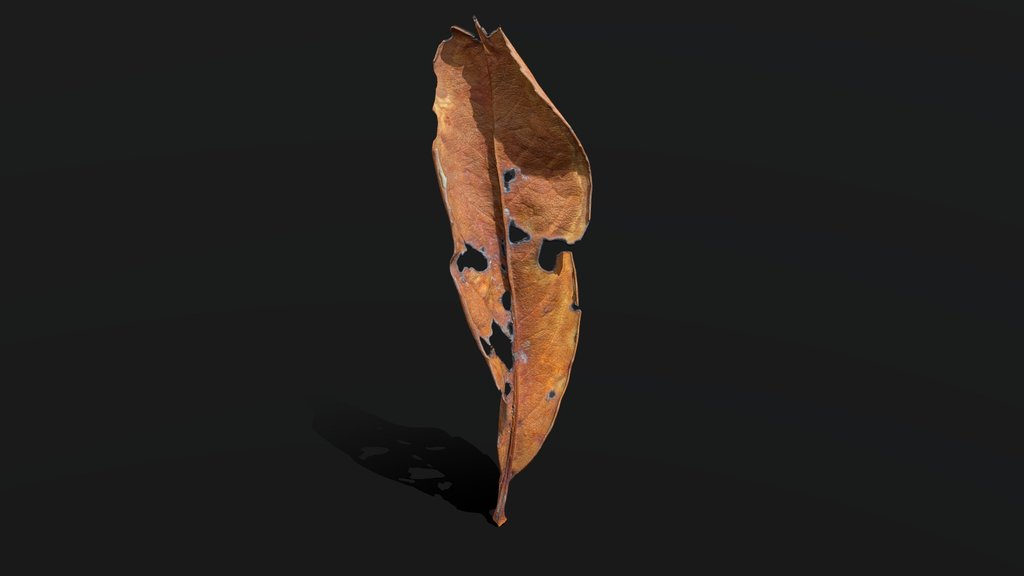 Dry Leaf .::RAWscan::.