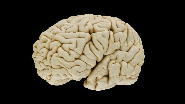 Fullbrain /wo arachnoid dissection (low-poly) 3D Model