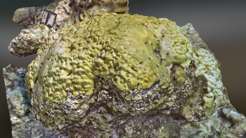 Porites lobata underwater colony