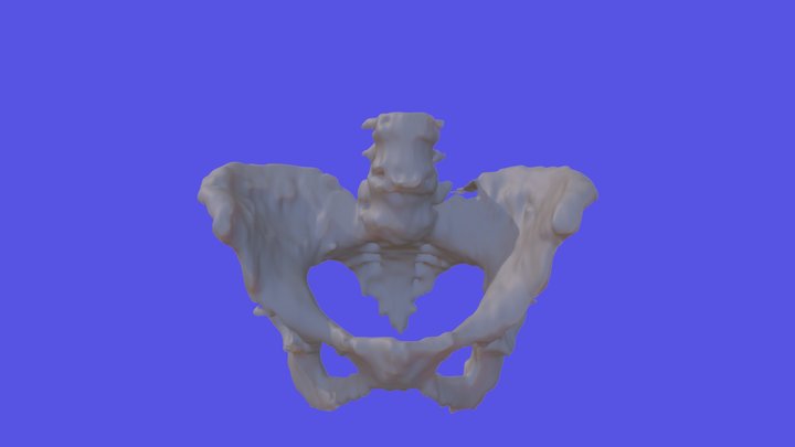 9468F Pelvis Model 3D Model
