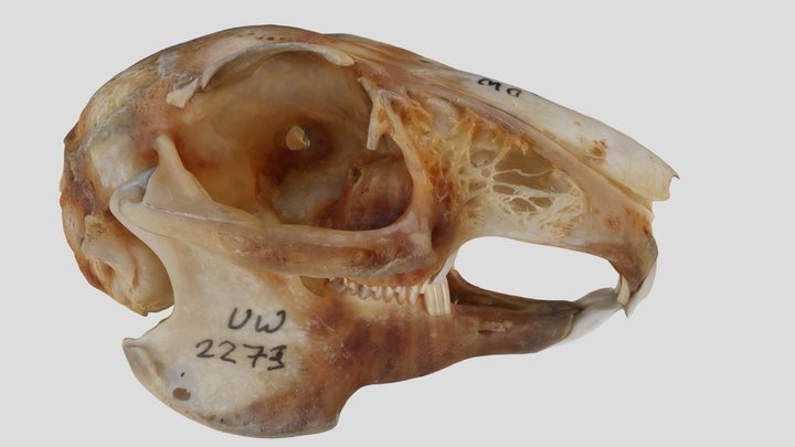 UWYMV:Mamm:2273, Sylvilagus floridanus, Skull – Free 3D Model STL