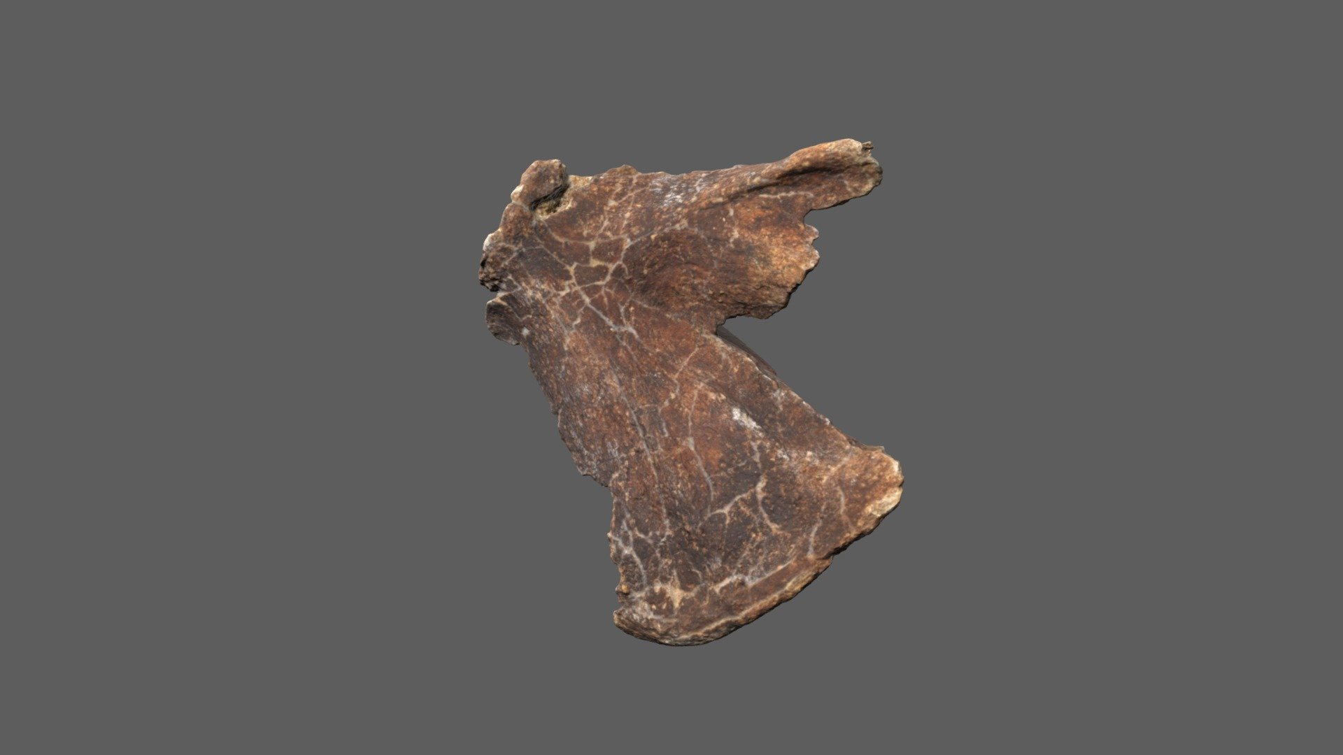 WSC17459 Megalonyx jeffersonii scapula