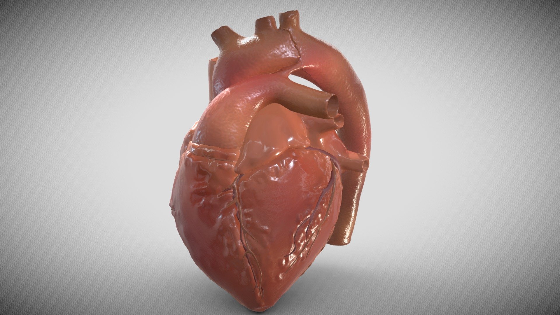 Heart - Download Free 3D model by BrainStation (@Sohila.Lotfy) [40973a6 ...