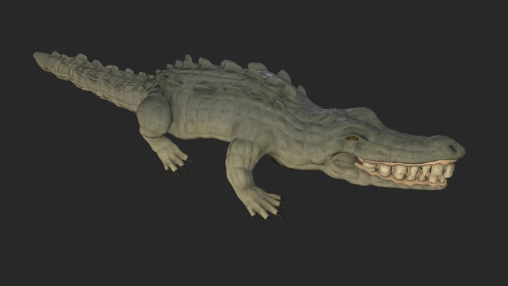 Crocodile 3D Model