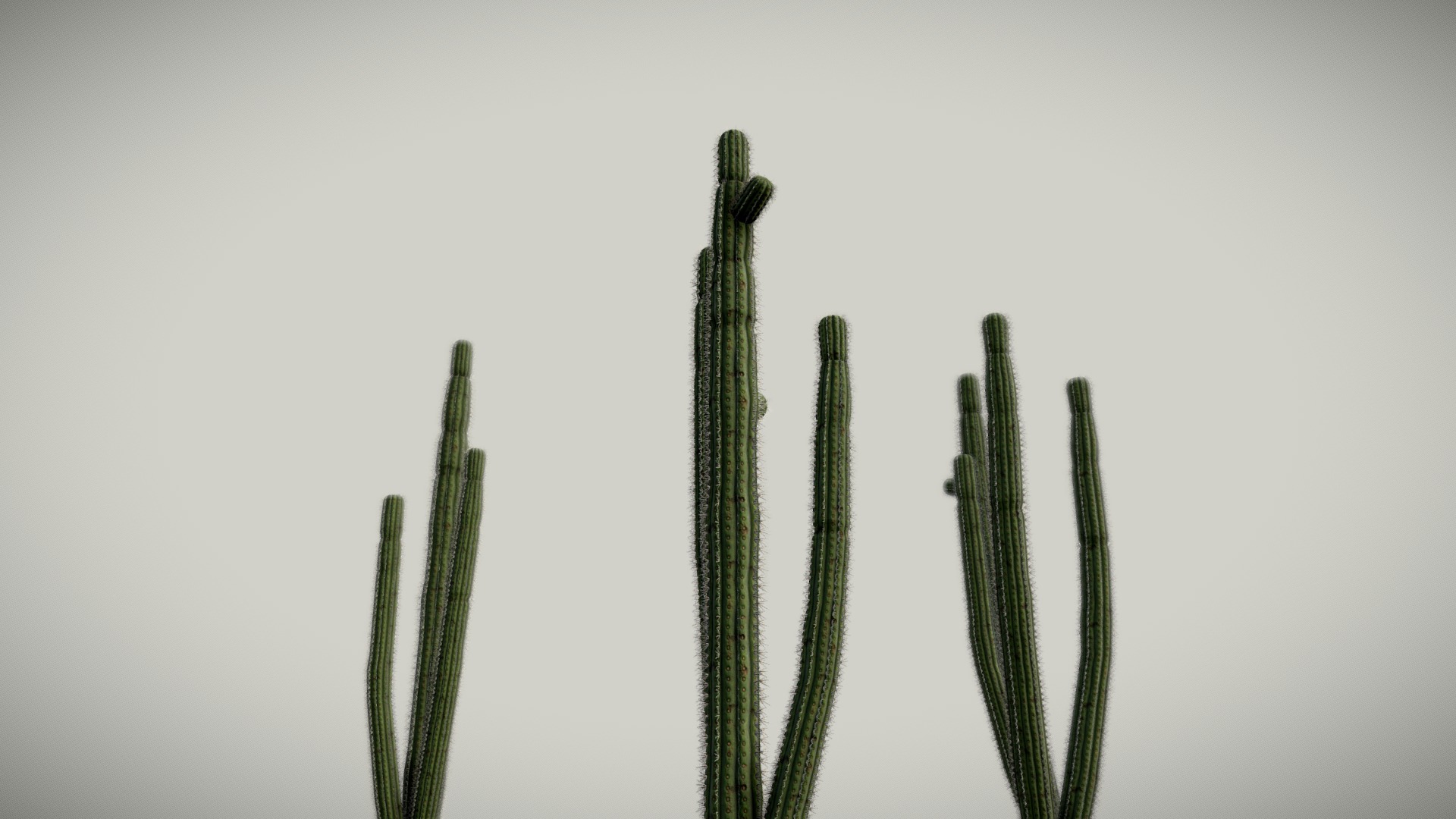 3D model Cactus - This is a 3D model of the Cactus. The 3D model is about a group of cactus.