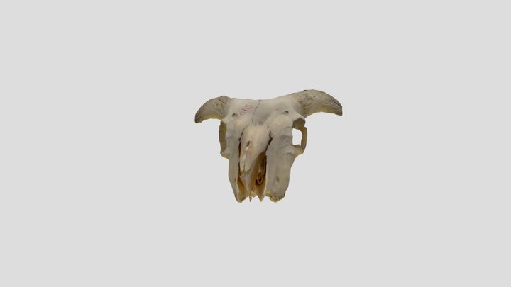 Ovis skull 3D Model