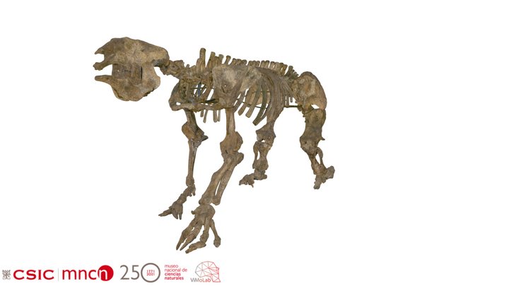 Megatherium americanum - MNCN15975 3D Model