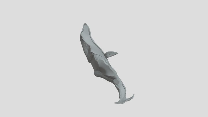 鯨魚2 3D Model
