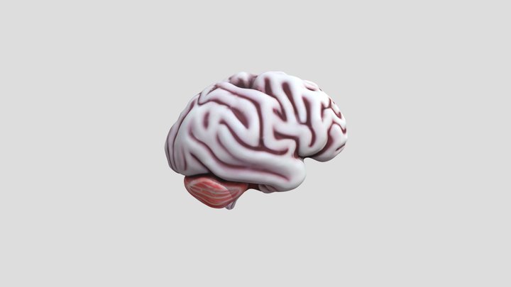 anatomically_correct_picture_of_the_brain_draft 3D Model