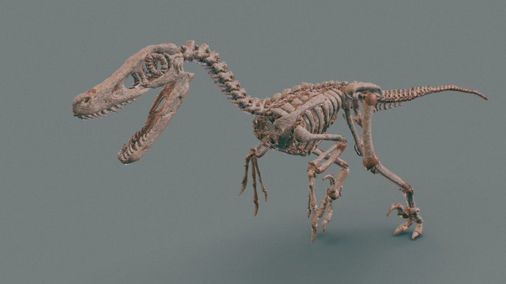 Nasty Piece of Velociraptor – Free 3D Model STL