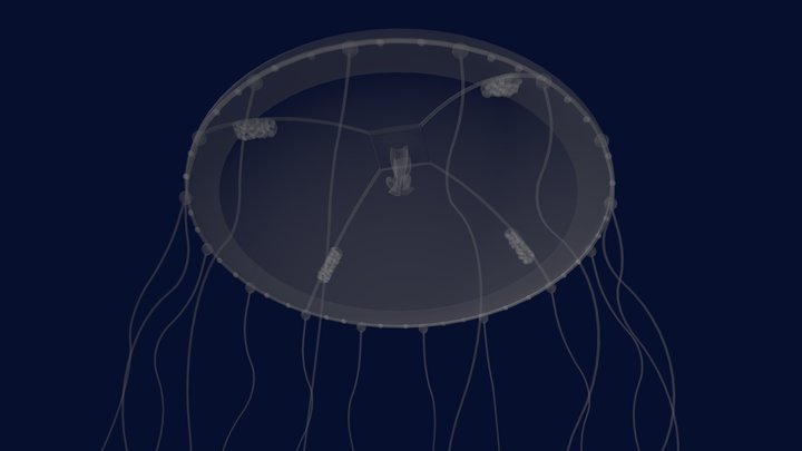 Jellyfish Clytia hemisphaerica 3D Model