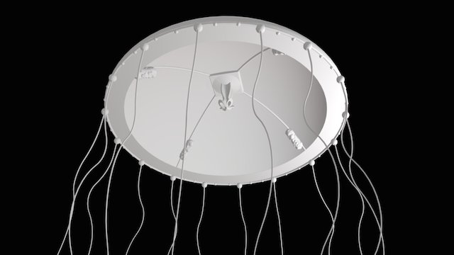 Jellyfish Clytia hemisphaerica 3D Model