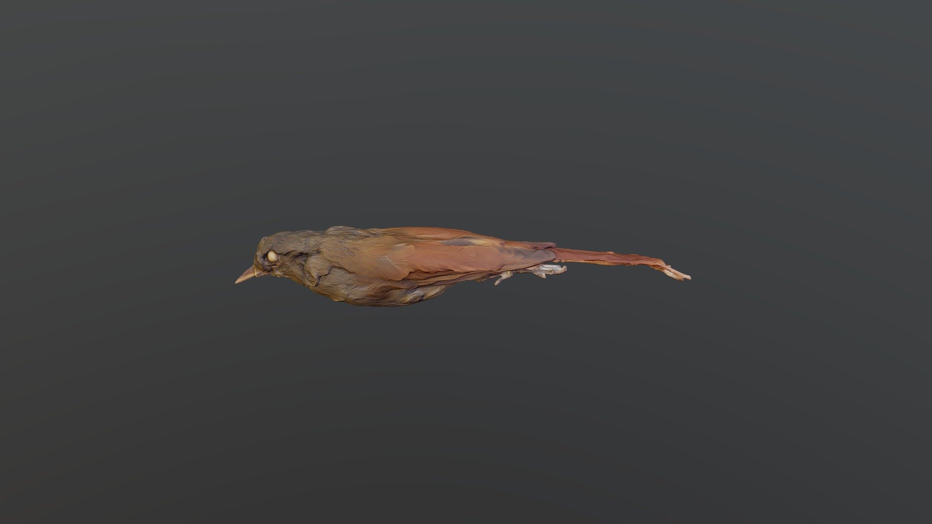 Olivaceous Woodcreeper - S. griseicapillus
