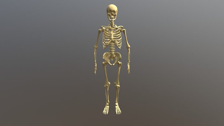 Skeleti/Skeleton 3D Model