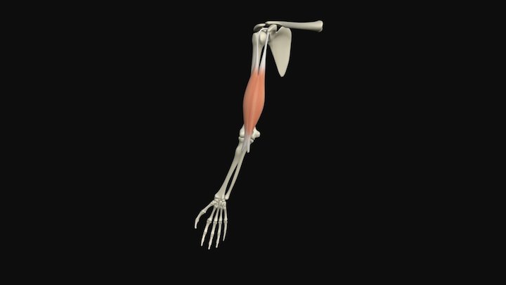 biceps brachii 3D Model