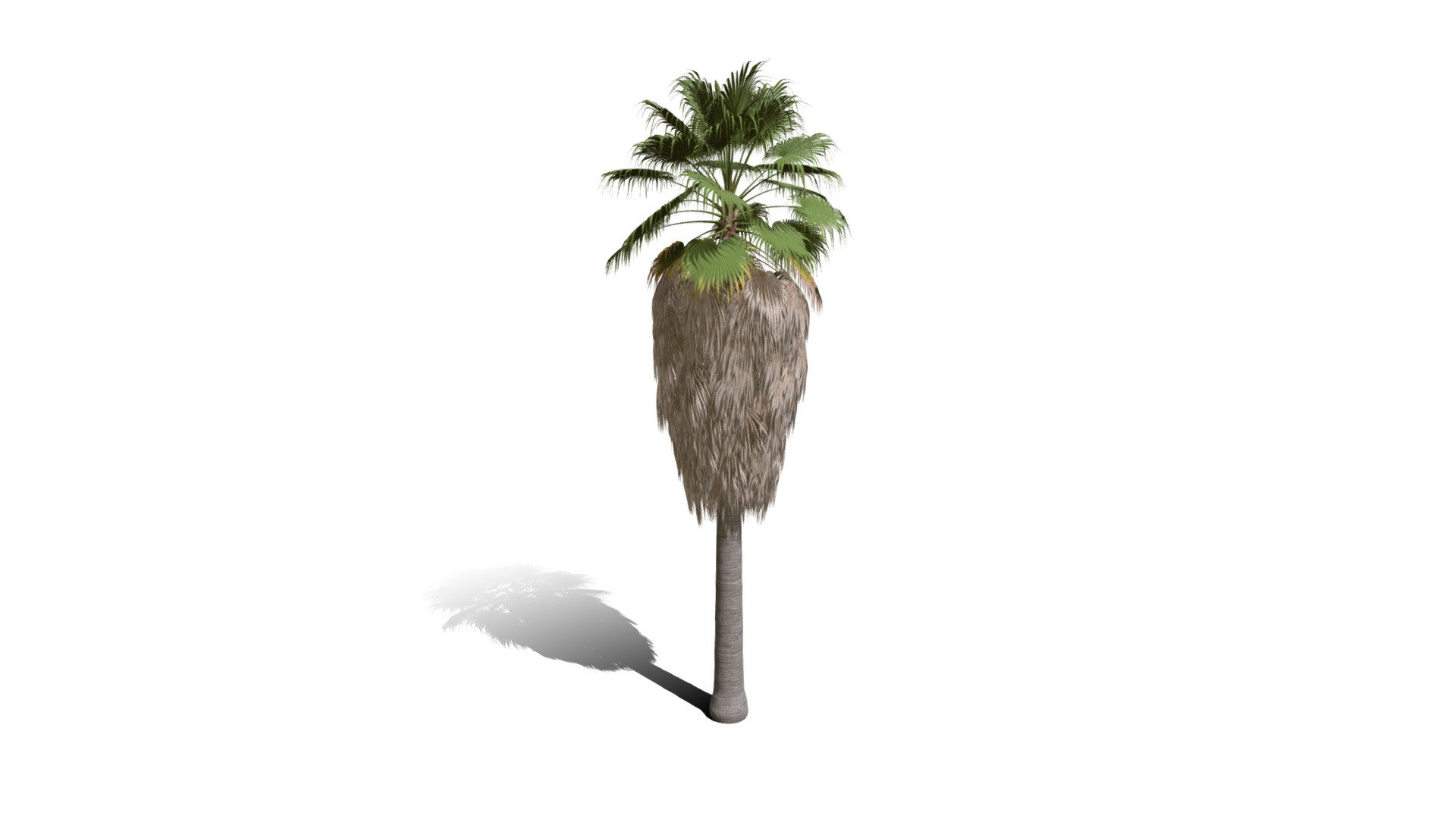Realistic HD California fan palm (5/25) - Buy Royalty Free 3D model by