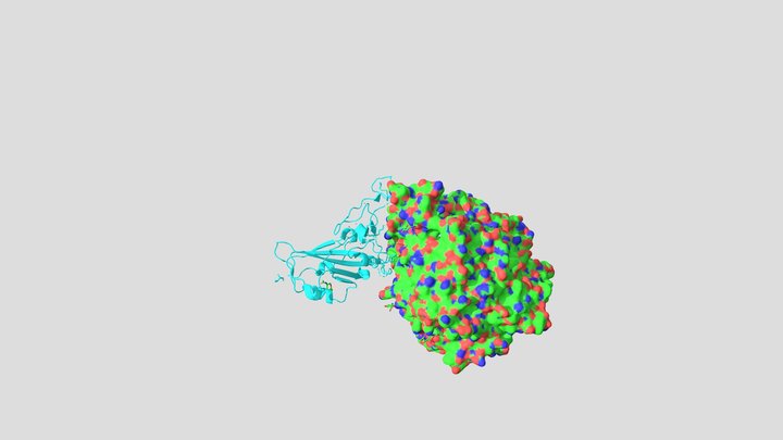 SARS-CoV-2 spike Binding to Human ACE2 Protein 3D Model