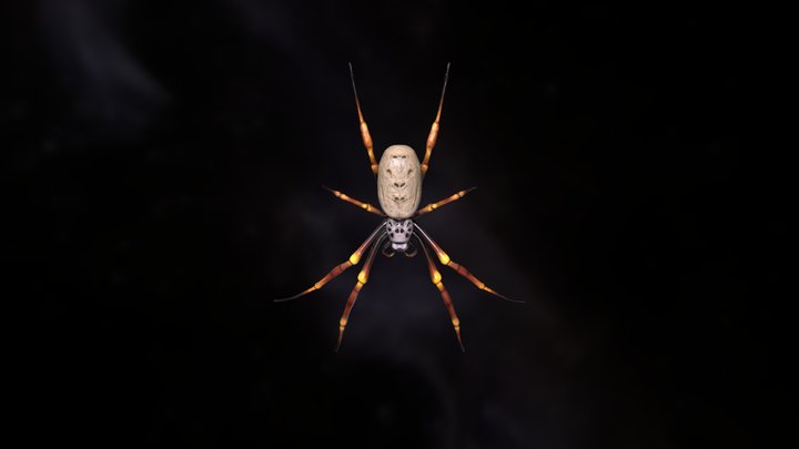 Golden Orb Spider 3D Model