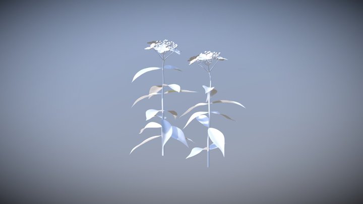 Hydrangea 3D Model