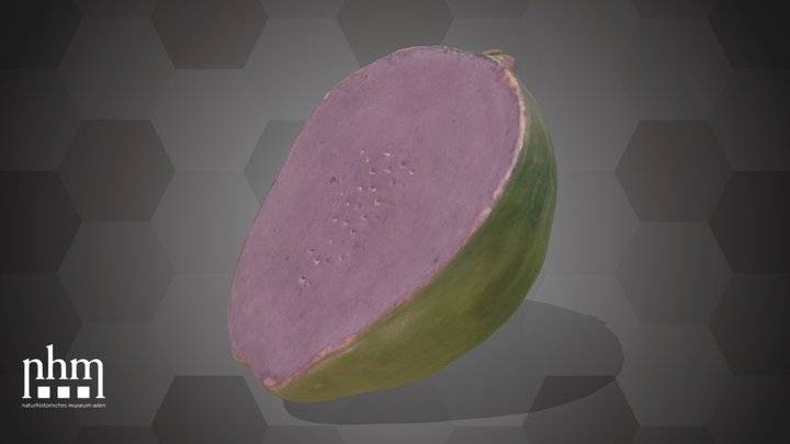 Guava (NHMW-AFW-DING-0046-002) – Kostenloses 3D-Modell STL