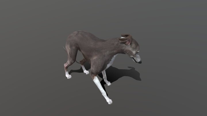 Italian Grey hound 3D Model